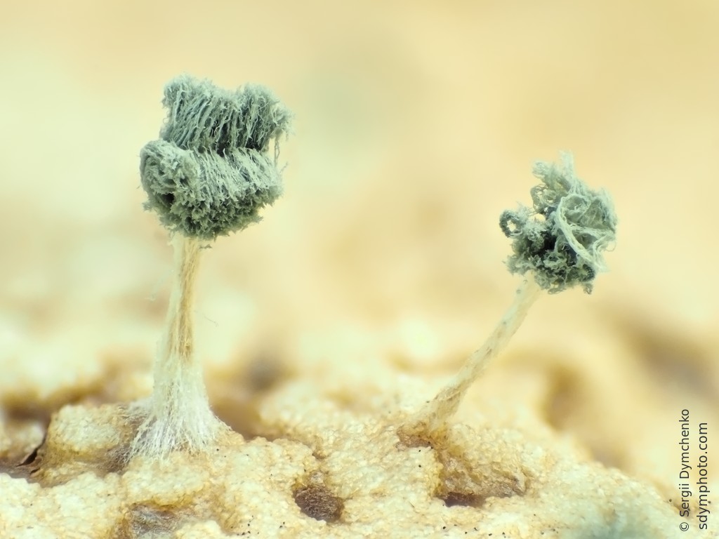Mold on a plum seed under the microscope Sdym photo